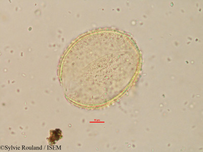 Borassus madagascariensis - lame n° 15179