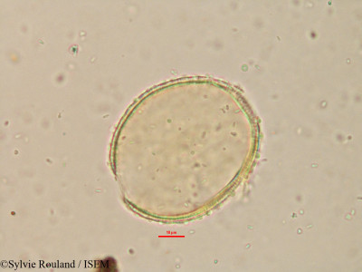 Borassus madagascariensis - lame n° 15179