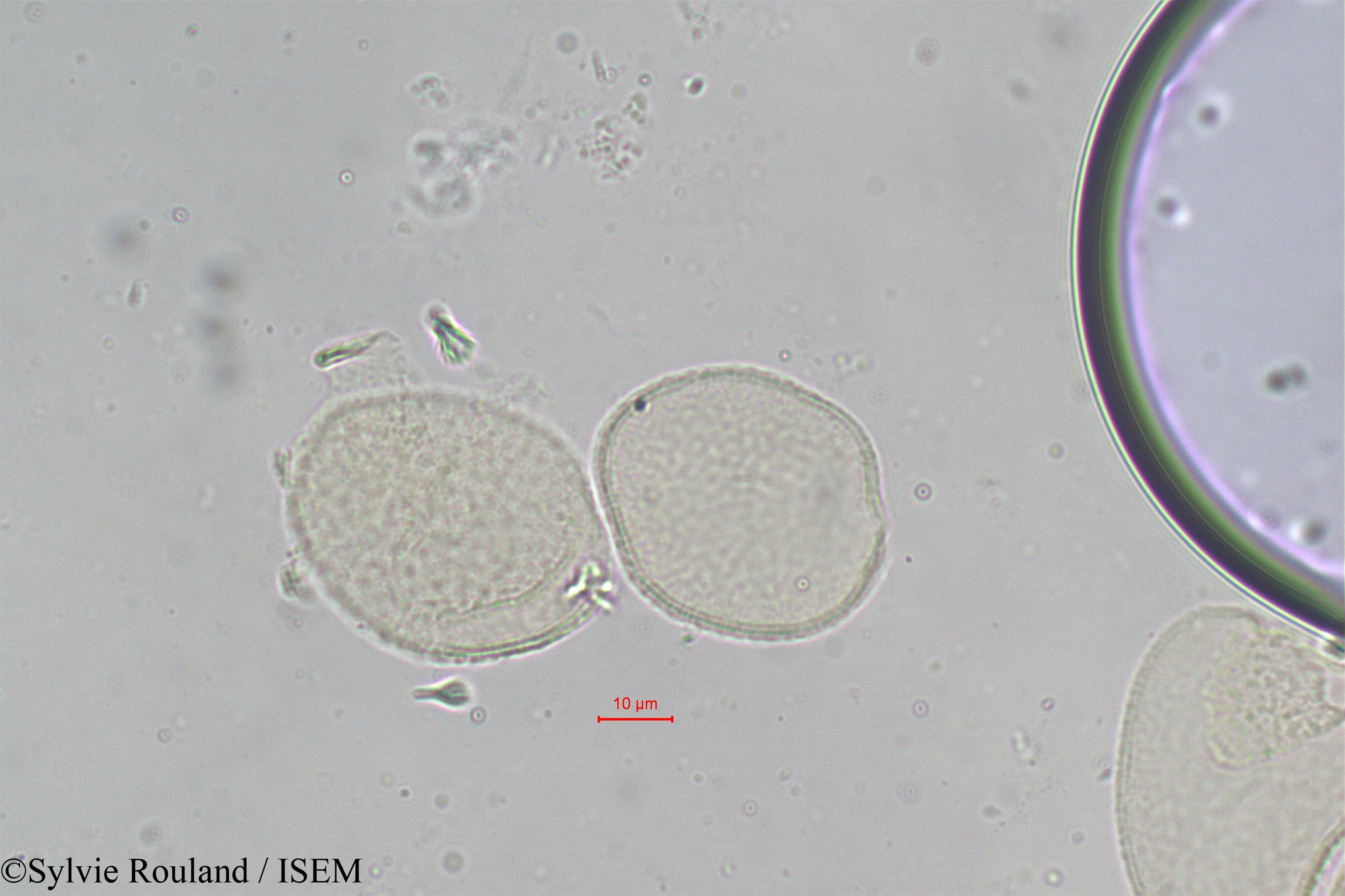 Sylvie.Rouland/Borassus_madagascariensis_306/Borassus_madagascariensis_306_0001(copy).jpg