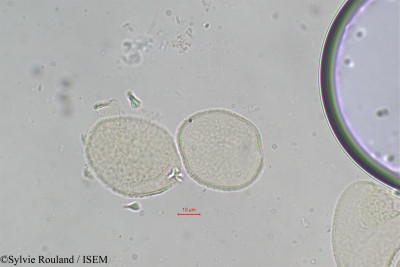 Borassus madagascariensis - lame n° 306