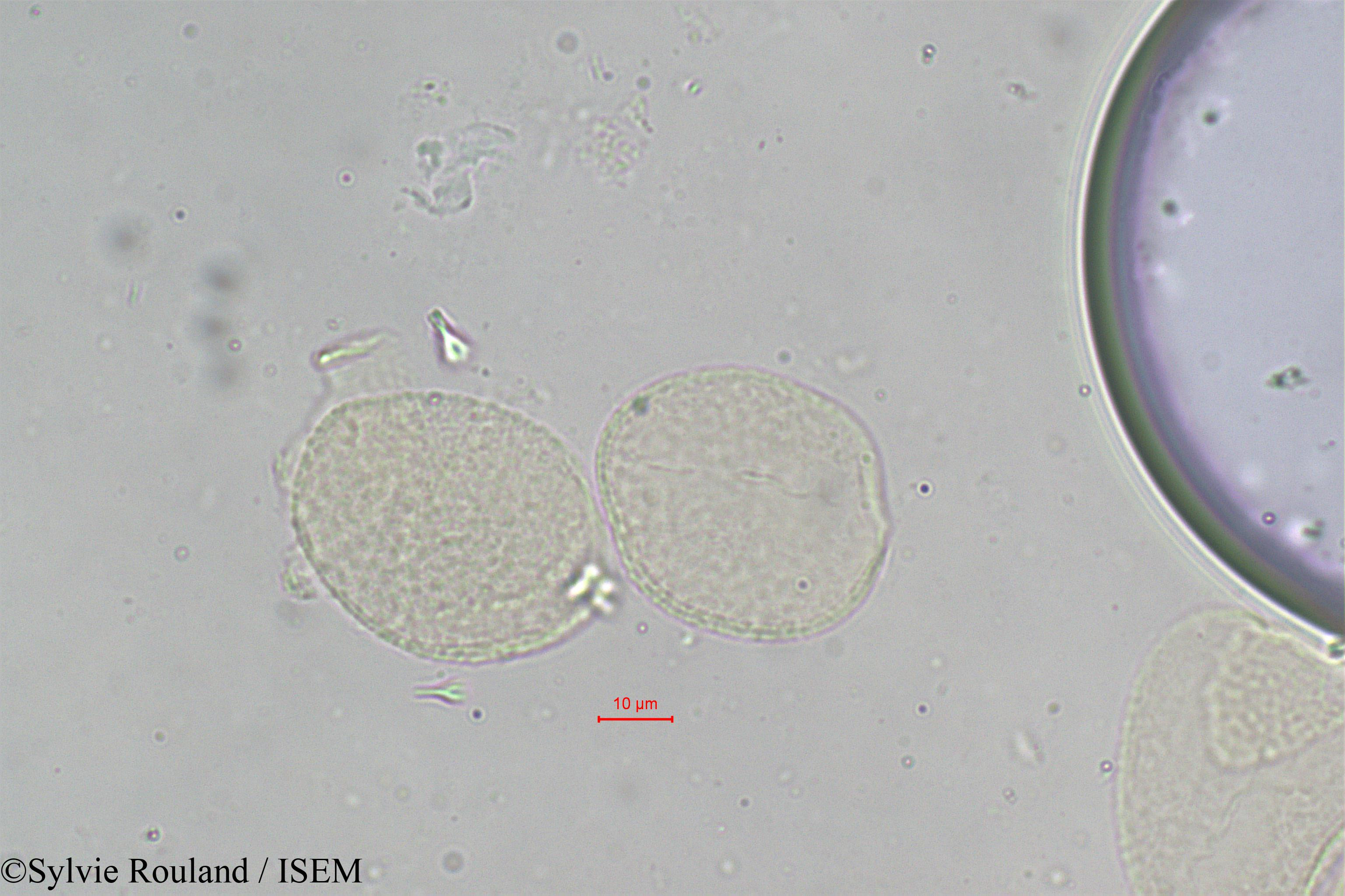 Sylvie.Rouland/Borassus_madagascariensis_306/Borassus_madagascariensis_306_0002(copy).jpg