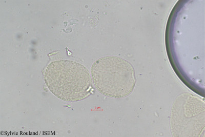 Borassus madagascariensis - lame n° 306