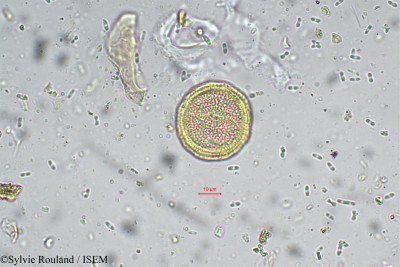 Sylvie.Rouland/Borreria_ocymoides_5497/Borreria_ocymoides_5497_0001(copy)_thumb.jpg