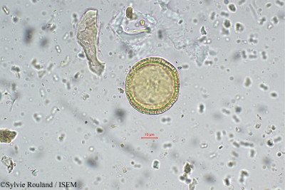 Borreria ocymoides - lame n° 5497