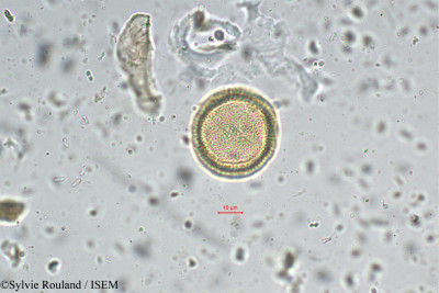 Borreria ocymoides - lame n° 5497