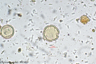 Borreria ocymoides - lame n° 5497