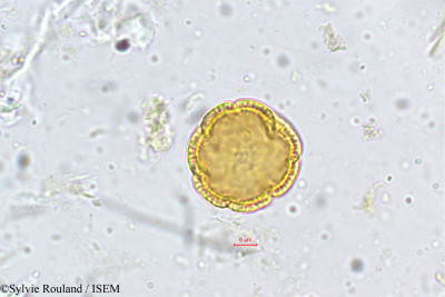 Sylvie.Rouland/Borreria_stricta_5185/Borreria_stricta_5185_0001(copy)_thumb.jpg