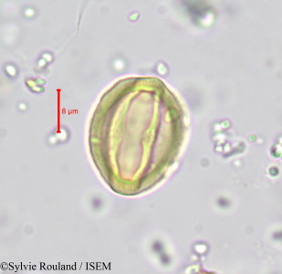 Sylvie.Rouland/Boscia_angustifolia_685/Boscia_angustifolia_685_0001(copy)_thumb.jpg