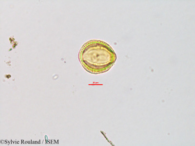 Sylvie.Rouland/Boscia_longifolia_3288/Boscia_longifolia_3288_0001(copy)_thumb.jpg