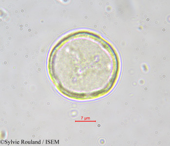 Sylvie.Rouland/Bosqueia_angolensis_551/Bosqueia_angolensis_551_0001(copy)_thumb.jpg