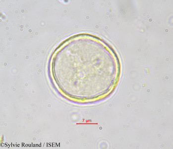Bosqueia angolensis - lame n° 551