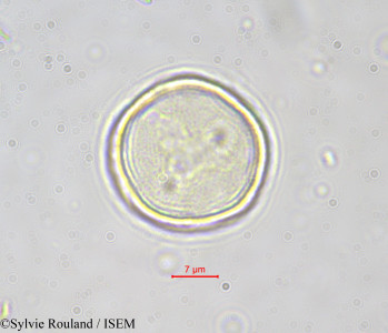 Bosqueia angolensis - lame n° 551