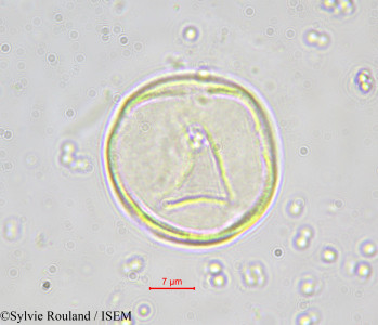 Bosqueia angolensis - lame n° 551