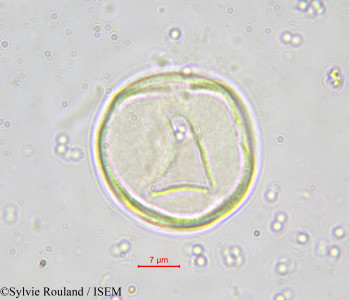 Bosqueia angolensis - lame n° 551