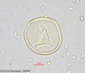 Bosqueia angolensis - lame n° 551