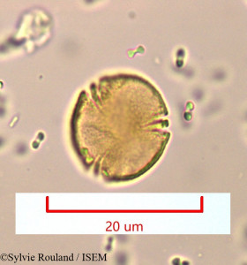 Bossera cristatocarpa - lame n° 948