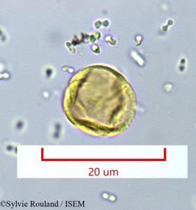 Bossera cristatocarpa - lame n° 948