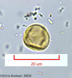 Bossera cristatocarpa - lame n° 948