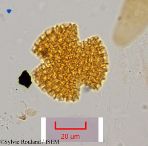 Bougainvillea spectabilis - lame n° 1054