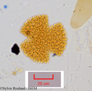 Bougainvillea spectabilis - lame n° 1054