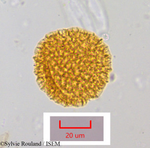 Bougainvillea spectabilis - lame n° 1054
