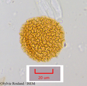 Bougainvillea spectabilis - lame n° 1054