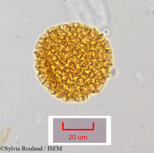 Bougainvillea spectabilis - lame n° 1054