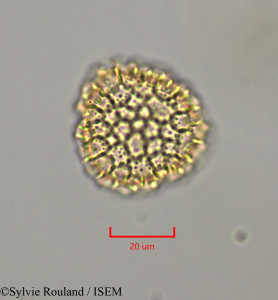 Bougainvillea spectabilis - lame n° 47285