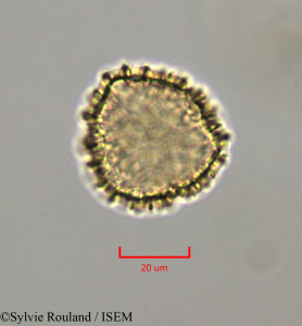 Bougainvillea spectabilis - lame n° 47285