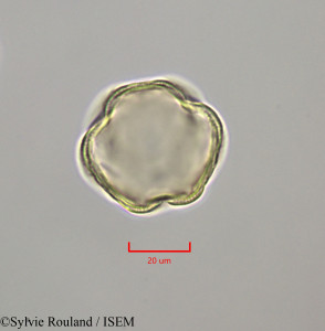 Sylvie.Rouland/Bourreria_succulenta_47261/Bourreria_succulenta_47261_0001(copy)_thumb.jpg