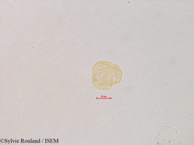 Sylvie.Rouland/Bouvardia_leiantha_4827/Bouvardia_leiantha_4827_0001(copy)_thumb.jpg