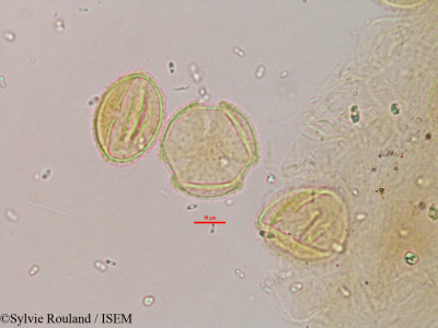 Sylvie.Rouland/Brachylaena_ramiflora_3268/Brachylaena_ramiflora_3268_0001(copy)_thumb.jpg
