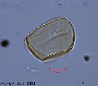 Sylvie.Rouland/Brasenia_purpurea_2164/Brasenia_purpurea_2164_0001(copy)_thumb.jpg