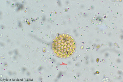 Sylvie.Rouland/Brayulinea_densa_139/Brayulinea_densa_139_0001(copy)_thumb.jpg
