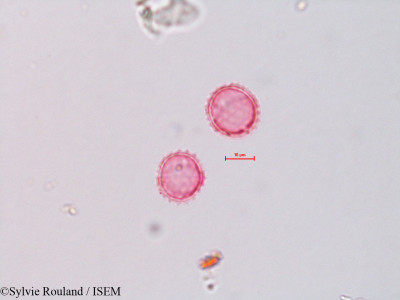 Sylvie.Rouland/Brickellia_californica_4315/Brickellia_californica_4315_0001(copy)_thumb.jpg