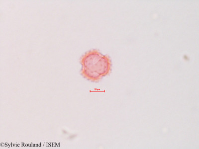 Sylvie.Rouland/Brickellia_grandiflora_4316/Brickellia_grandiflora_4316_0001(copy)_thumb.jpg