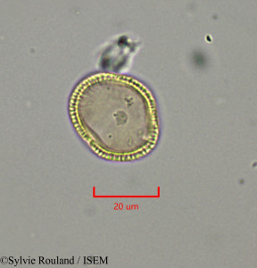 Sylvie.Rouland/Bridelia_pervilleana_1878/Bridelia_pervilleana_1878_0001(copy)_thumb.jpg