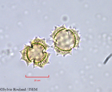 Sylvie.Rouland/Brocchia_cinerea_746/Brocchia_cinerea_746_0001(copy)_thumb.jpg