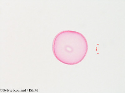 Sylvie.Rouland/Bromus_inermis_4420/Bromus_inermis_4420_0001(copy)_thumb.jpg