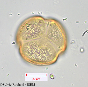 Bryonia dioica - lame n° 1045