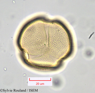 Bryonia dioica - lame n° 1045