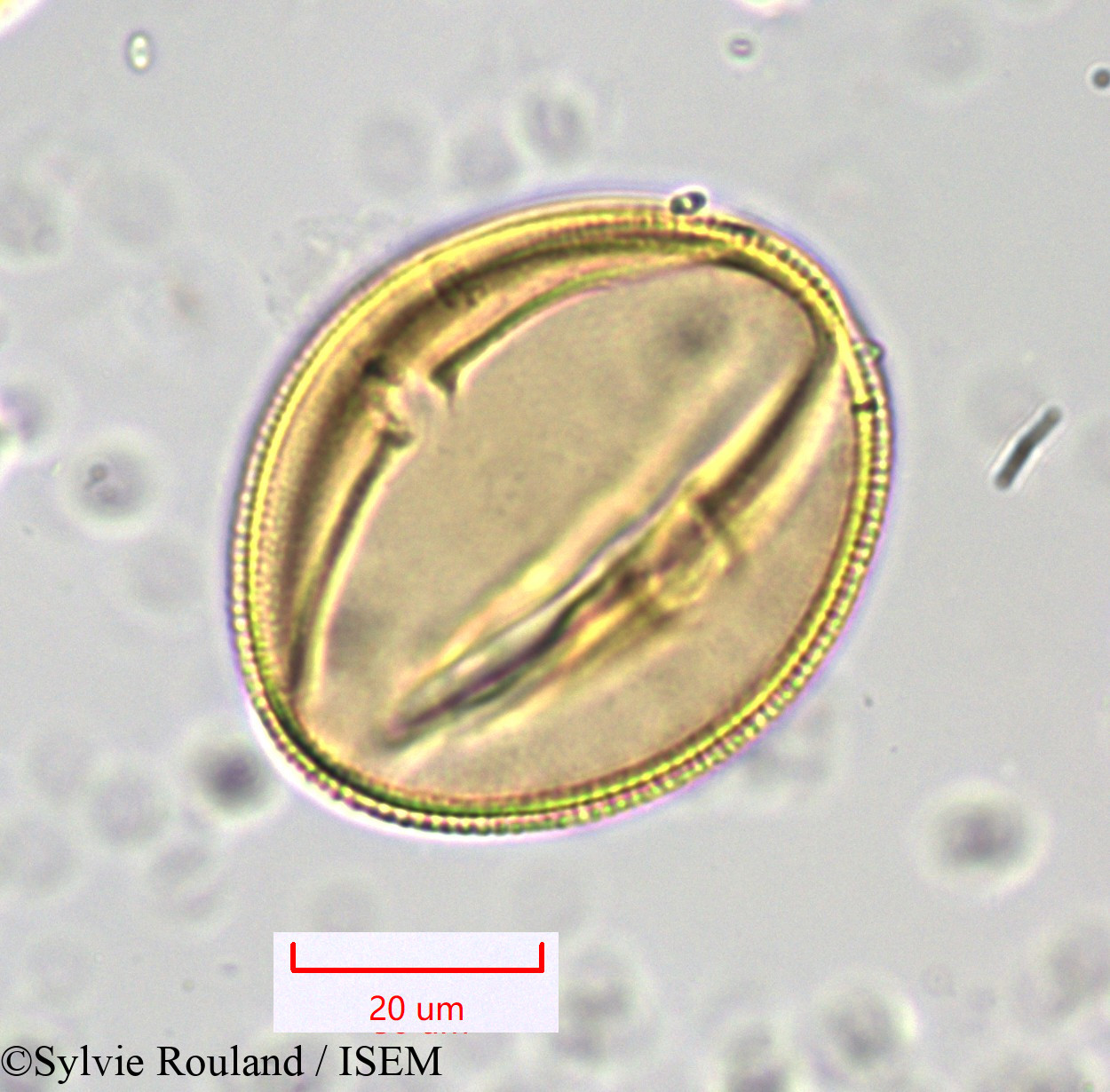 Sylvie.Rouland/Bryonia_dioica_1045/Bryonia_dioica_1045_0004(copy).jpg