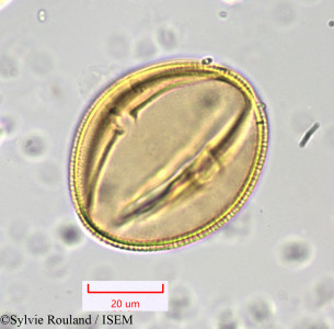 Bryonia dioica - lame n° 1045
