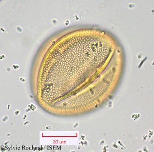 Bryonia dioica - lame n° 1045