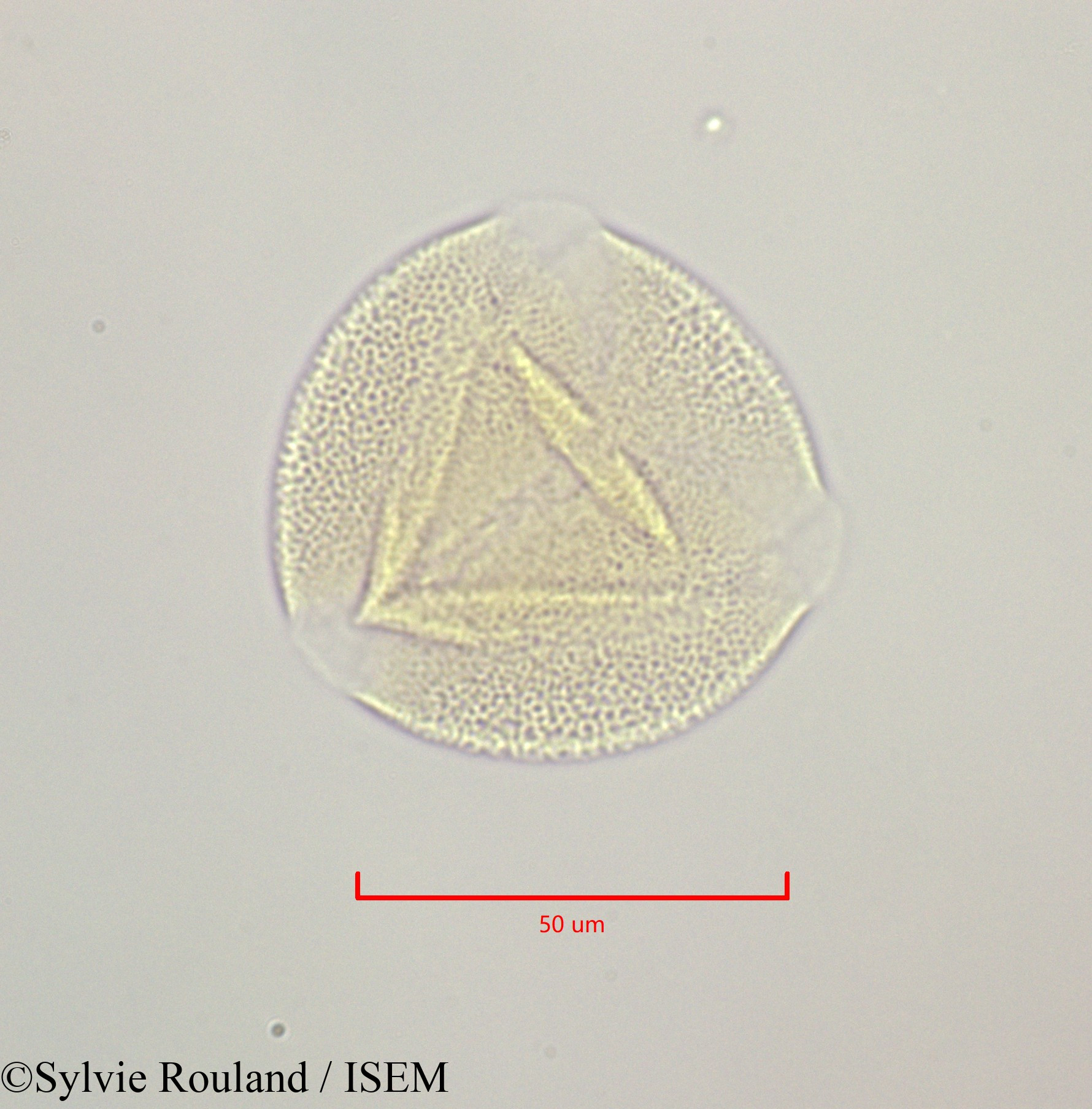 Sylvie.Rouland/Bryonia_dioica_47236/Bryonia_dioica_47236_0001(copy).jpg