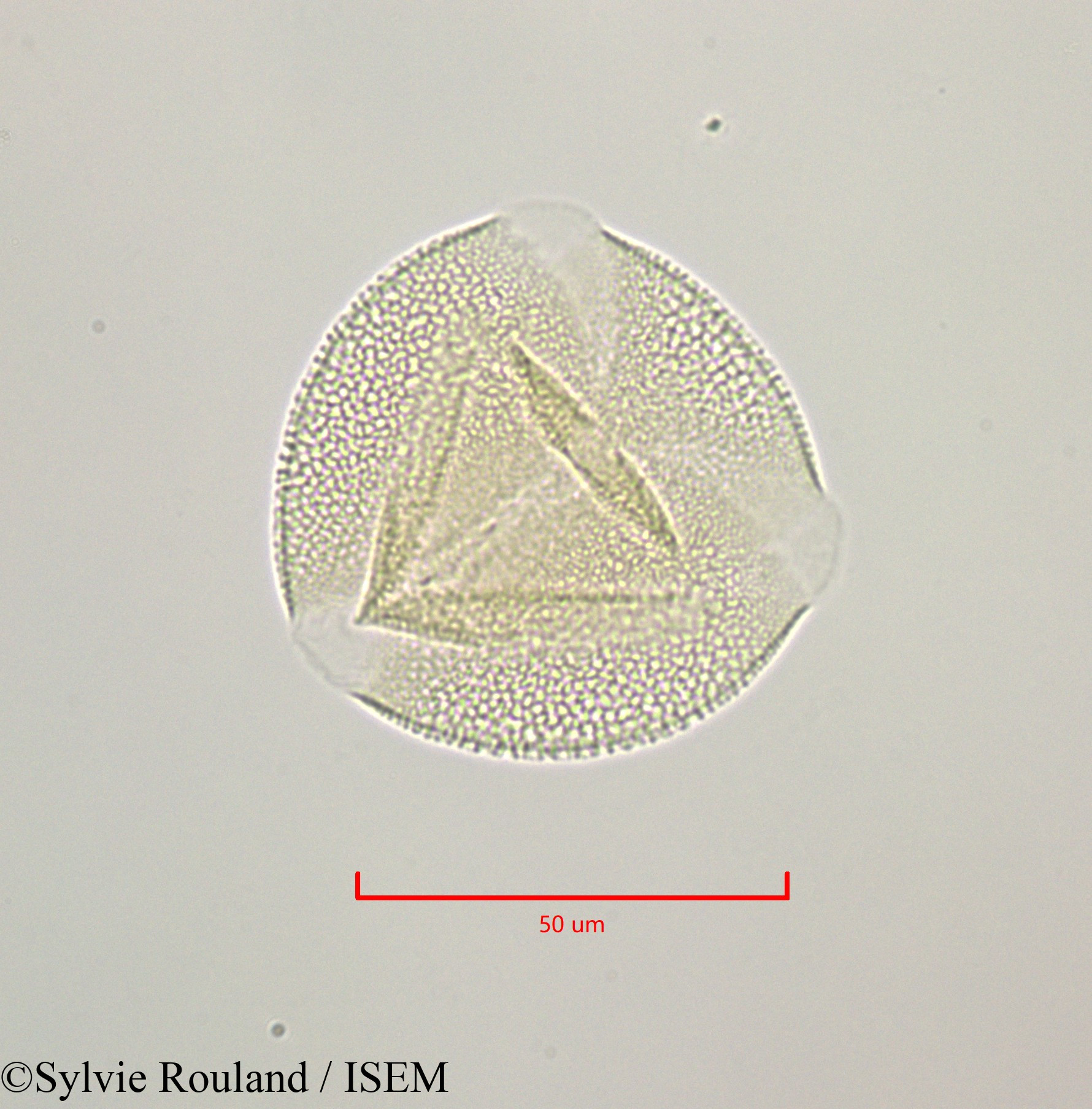 Sylvie.Rouland/Bryonia_dioica_47236/Bryonia_dioica_47236_0002(copy).jpg