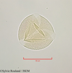 Bryonia dioica - lame n° 47236