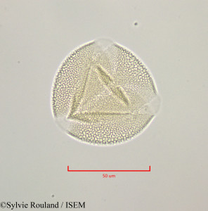 Bryonia dioica - lame n° 47236