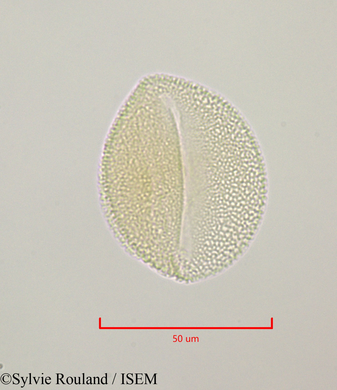 Sylvie.Rouland/Bryonia_dioica_47236/Bryonia_dioica_47236_0004(copy).jpg