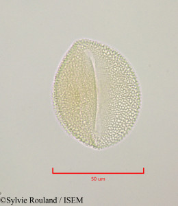 Bryonia dioica - lame n° 47236